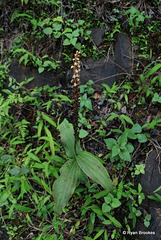 20090816-0783 Peristylus plantagineus (Lindl.) Lindl.