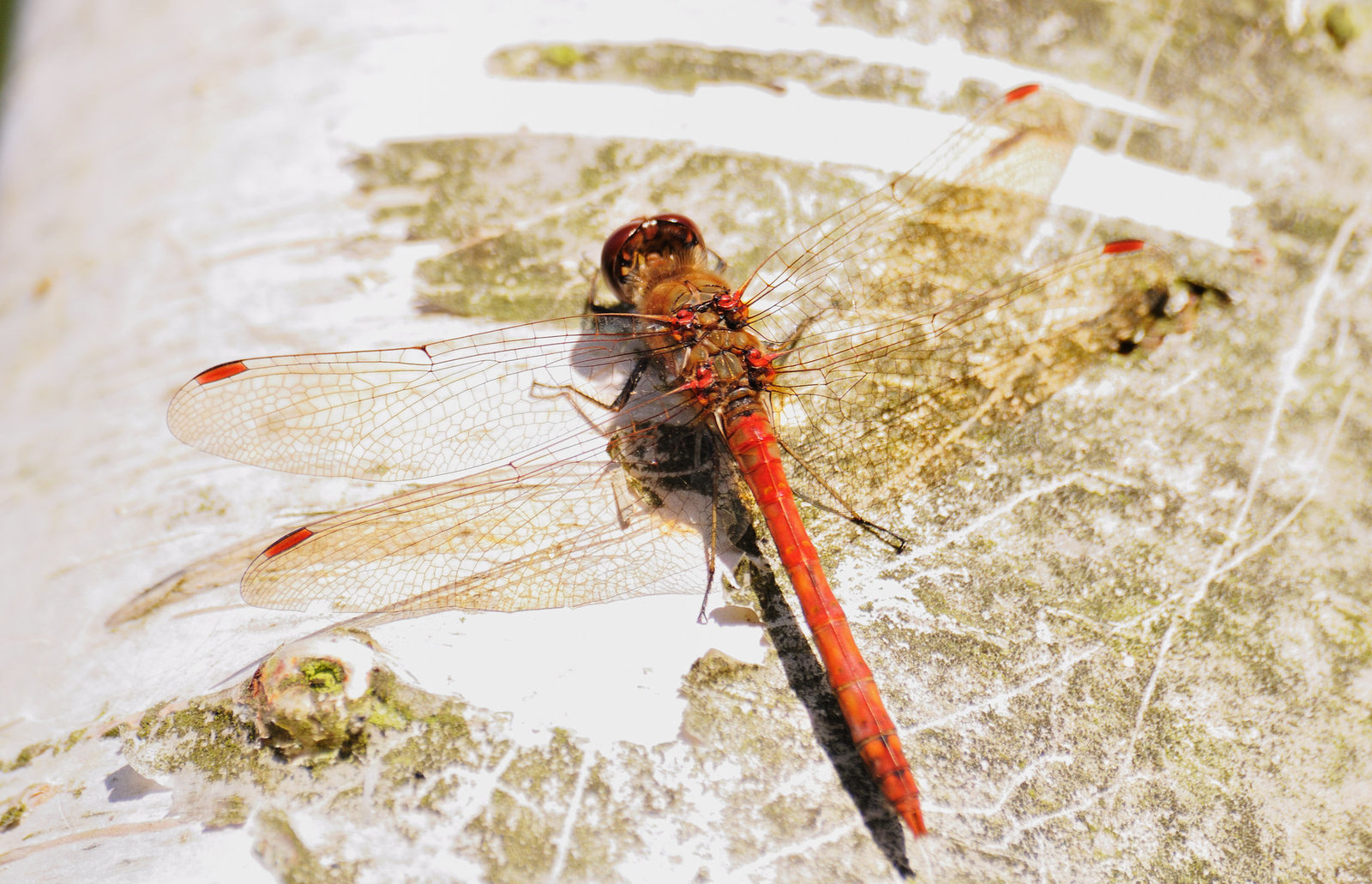 Dragonfly 4