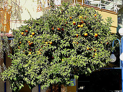 20060129 017DSCw [TR] Apfelsinenbaum, Alanya