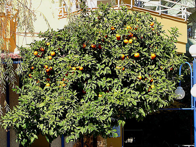 20060129 017DSCw [TR] Apfelsinenbaum, Alanya