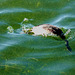 Great Crested Grebe Diving