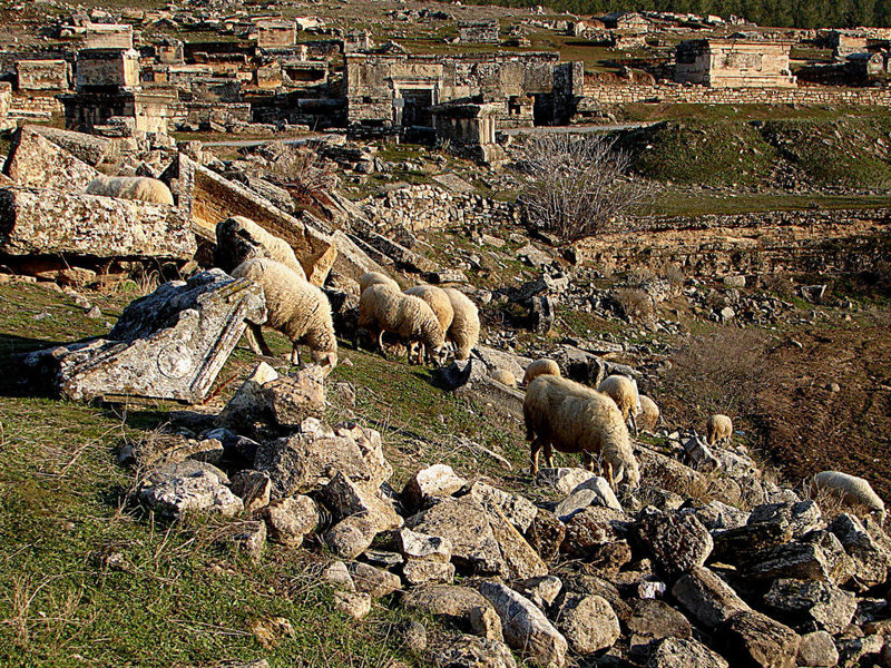 20060130 028DSCw [TR] Schafe, Weltkulturerbe: Hierapolis, Denizil