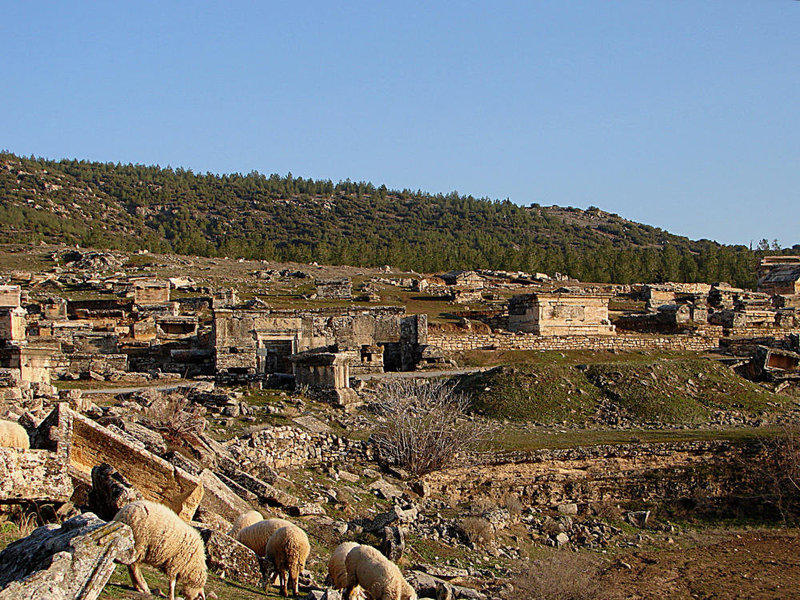 20060130-029DSCw [TR] Schafe, Weltkulturerbe: Hierapolis, Denizil