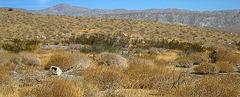 Near The Nude Bowl (4747) Near The Nude Bowl (4747)