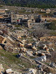 20060130 033DSCw [TR] Hierapolis