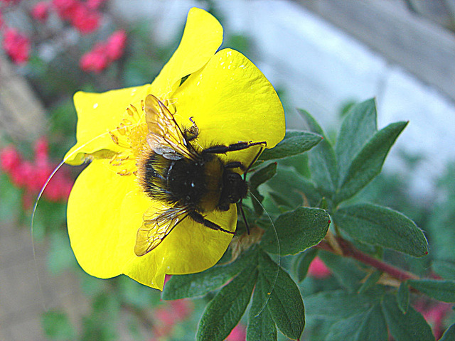 20090525 0060DSCw [D~LIP] Dunkle Erdhummel, Fingerstrauch (Potentilla 'Goldfinger'), Bad Salzuflen