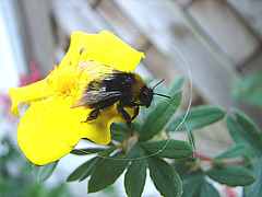 20090525 0061DSCw [D~LIP] Dunkle Erdhummel, Fingerstrauch (Potentilla 'Goldfinger'), Bad Salzuflen