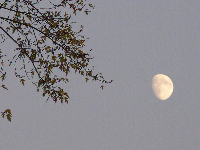 Mond in der Dämmerung