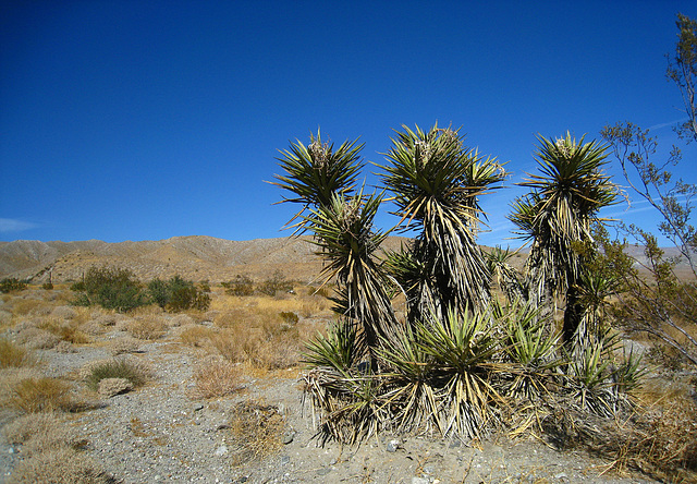 Yuccas Near The Nude Bowl (4750)