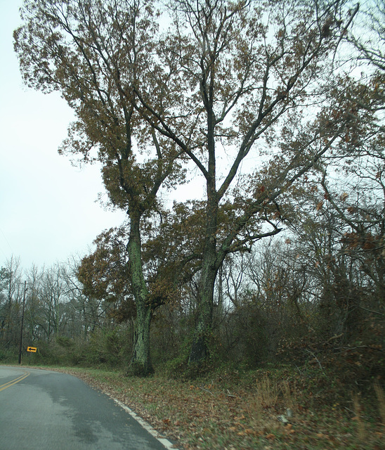 37.StJeromesNeckRoad.Dameron.MD.26November2009