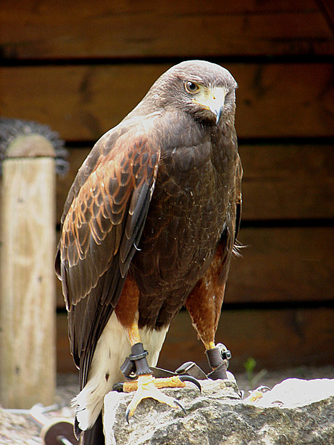 20090527 0137DSCw [D-LIP] Wüstenbussard (Parabuteo unicinctus), Detmold