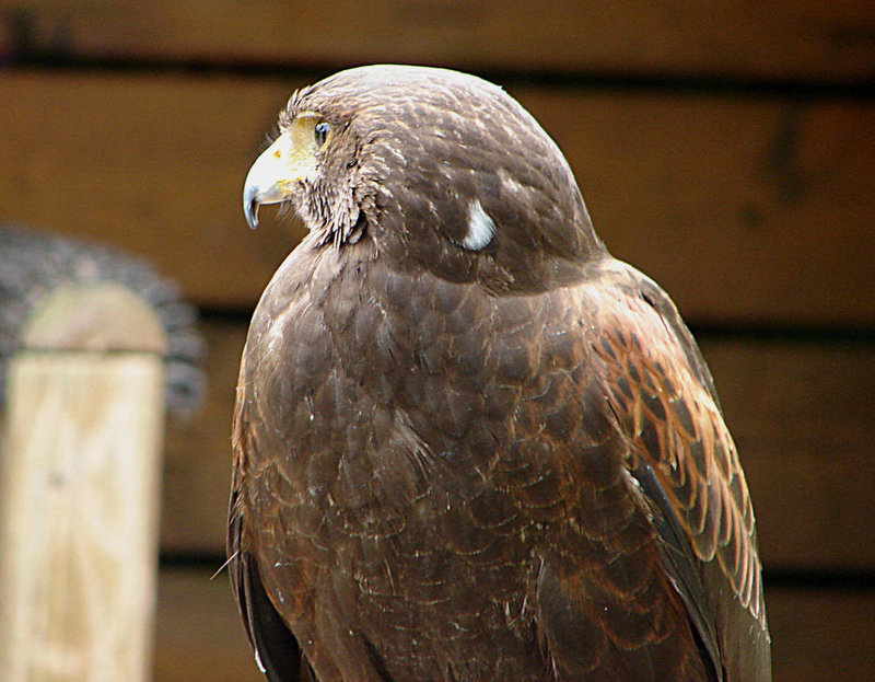 20090527 0138DSCw [D-LIP] Wüstenbussard (Parabuteo unicinctus), Detmold