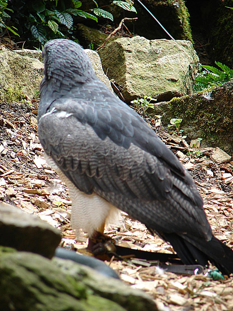 20090527 0144DSCw [D-LIP] Aguja [Blaubussard] (Geranoaetus melanoleucus), Detmold