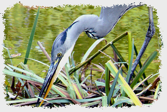 Heron Tuileries