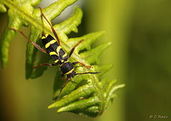 Wasp Beetle