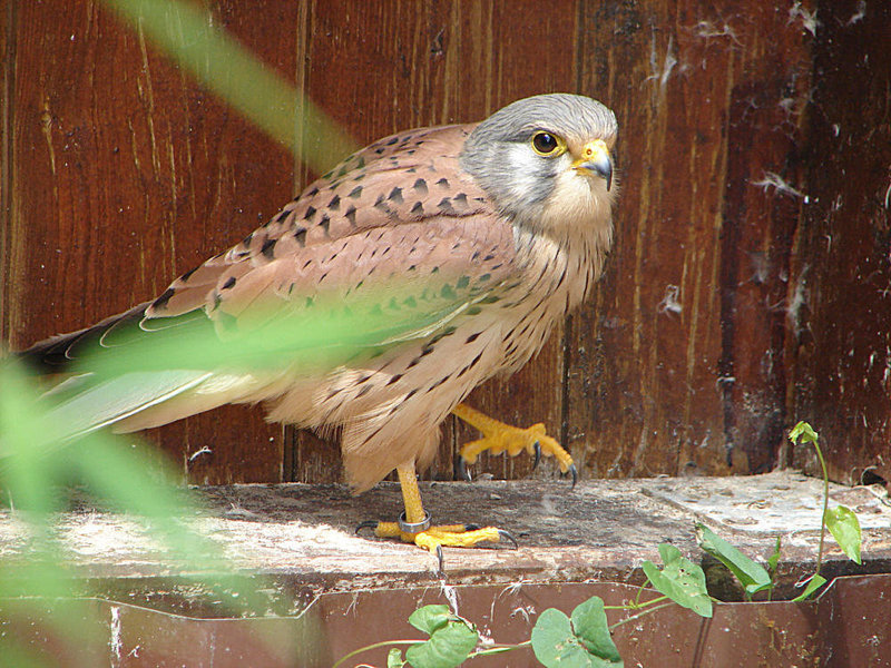 20090527 0148DSCw [D-LIP] Turmfalke (Falco tinnunculus), Detmold