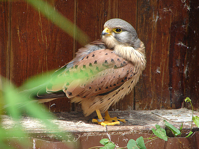 20090527 0149DSCw [D-LIP] Turmfalke (Falco tinnunculus), Detmold