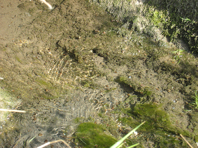 Source de l'Ancoeur