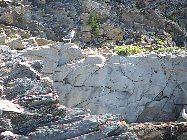 20050920 200DSCw [R~I] Mittelmeermöwe (Larus michahellis), Marmor, Cinque Terre [Ligurien]