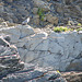 20050920 200DSCw [R~I] Mittelmeermöwe (Larus michahellis), Marmor, Cinque Terre [Ligurien]
