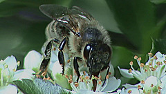 20090529 0237DSCw [D~LIP] Honigbiene, Feuerdorn, Bad Salzuflen