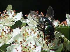 20090529 0243DSCw [D~LIP] Goldfliege [Grüne Schmeißfliege] (Lucilia caesar), Feuerdorn, Bad Salzufeln