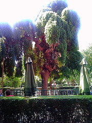 Pamplona: Jardines de la Taconera.