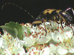 20090529 0246DSCw [D~LIP] Gefleckter Schmalbock (Strangalia maculata), Bad Salzufeln