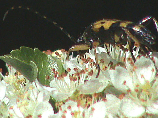 20090529 0246DSCw [D~LIP] Gefleckter Schmalbock (Strangalia maculata), Bad Salzufeln