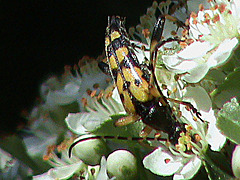 20090529 0247DSCw [D~LIP] Gefleckter Schmalbock (Strangalia maculata), Bad Salzufeln