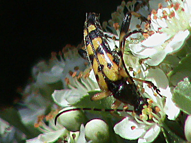 20090529 0247DSCw [D~LIP] Gefleckter Schmalbock (Strangalia maculata), Bad Salzufeln