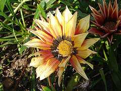 20060201 079DSCw [TR] Asteraceae (Gazania Hybride), Bogazkent