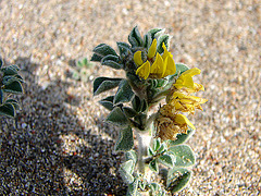 20060201 092DSCw [TR] Blütenpflanze