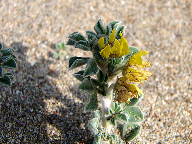 20060201 092DSCw [TR] Blütenpflanze