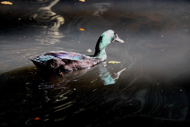 20090919 0730Aw [D-HF] Cayenn-Ente, Herford