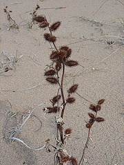 20060201 093DSCw [TR] Blütenpflanze