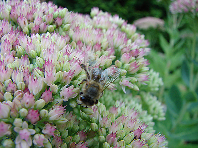 20050904 0093DSCw [D~LIP] Honigbiene (Apis mellifica), Bad Salzuflen