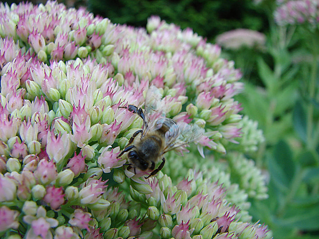 20050904 0092DSCw [D~LIP] Honigbiene (Apis mellifica), Bad Salzuflen