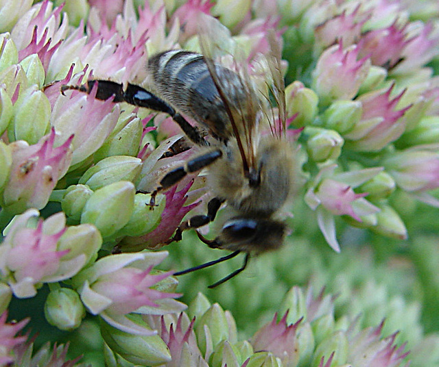 20050904 0090DSCw [D~LIP] Honigbiene (Apis mellifica), Bad Salzuflen