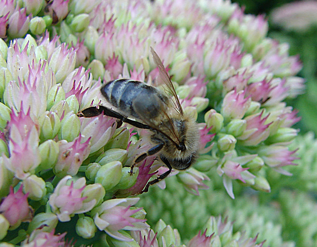 20050904 0089DSCw [D~LIP] Honigbiene (Apis mellifica), Bad Salzuflen