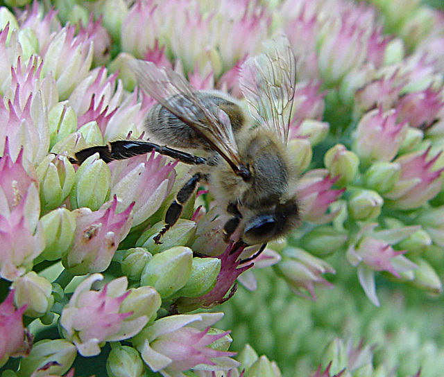 20050904 0086DSCw [D~LIP] Honigbiene (Apis mellifica), Bad Salzuflen