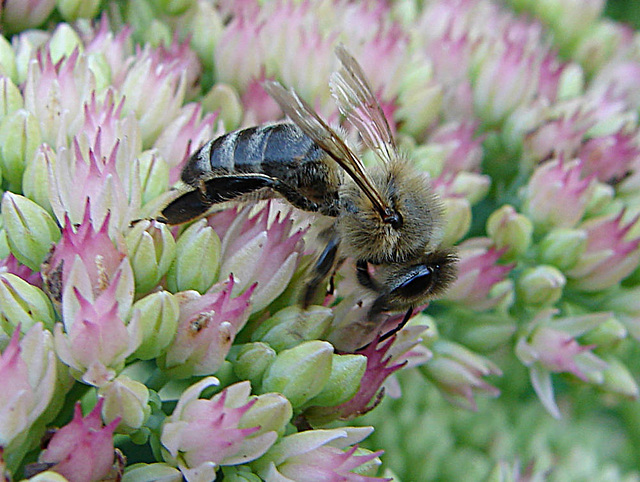 20050904 0085DSCw [D~LIP] Honigbiene (Apis mellifica), Bad Salzuflen