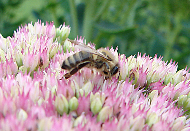 20050904 0080DSCw [D~LIP] Honigbiene (Apis mellifica), Bad Salzuflen