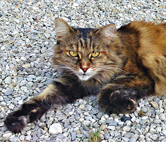 chat sauvage de Marcieux