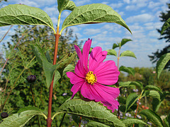 fleur de mon jardin