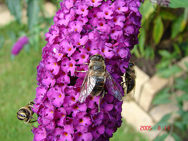 20050813 0022DSCw [D~LIP] Mistbiene (Eristalis tenax), Schmetterlingsstrauch (Buddleja davidii 'Royal Red'), Bad Salzuflen