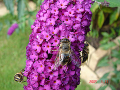 20050813 0023DSCw [D~LIP] Mistbiene (Eristalis tenax), Schmetterlingsstrauch (Buddleja davidii 'Royal Red'), Bad Salzuflen