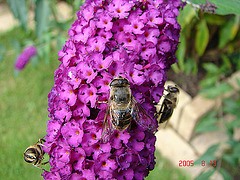 20050813 0024DSCw [D~LIP] Mistbiene (Eristalis tenax), Schmetterlingsstrauch (Buddleja davidii 'Royal Red'), Bad Salzuflen