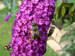 20050813 0025DSCw [D~LIP] Mistbiene (Eristalis tenax), Schmetterlingsstrauch (Buddleja davidii 'Royal Red'), Bad Salzuflen