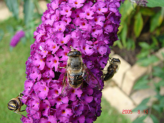 20050813 0025DSCw [D~LIP] Mistbiene (Eristalis tenax), Schmetterlingsstrauch (Buddleja davidii 'Royal Red'), Bad Salzuflen